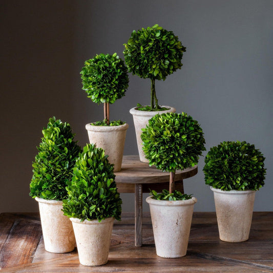 Park Hill Collection Garden Floral Collection of Boxwood Topiaries, Set of 6, Assorted Sizes -  EBD80076