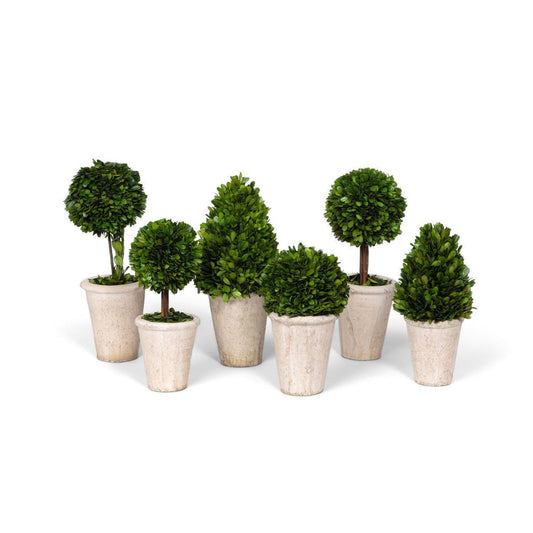 Park Hill Collection Garden Floral Collection of Boxwood Topiaries, Set of 6, Assorted Sizes -  EBD80076