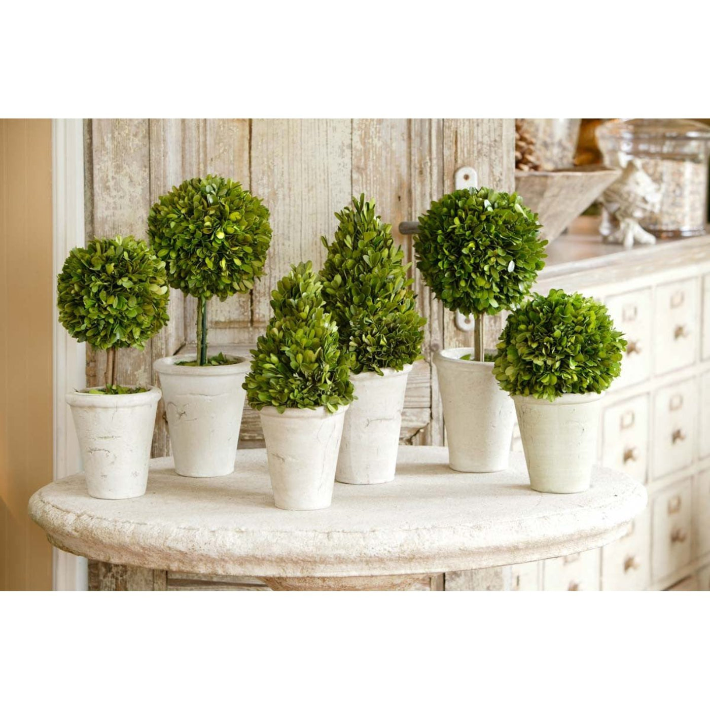 Park Hill Collection Garden Floral Collection of Boxwood Topiaries, Set of 6, Assorted Sizes -  EBD80076