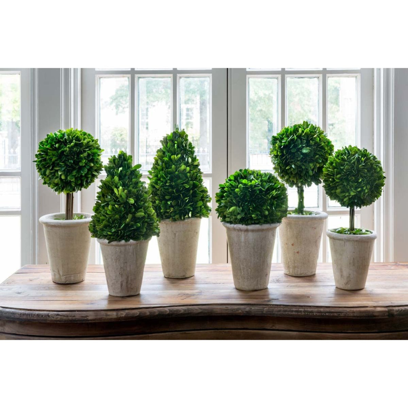Park Hill Collection Garden Floral Collection of Boxwood Topiaries, Set of 6, Assorted Sizes -  EBD80076