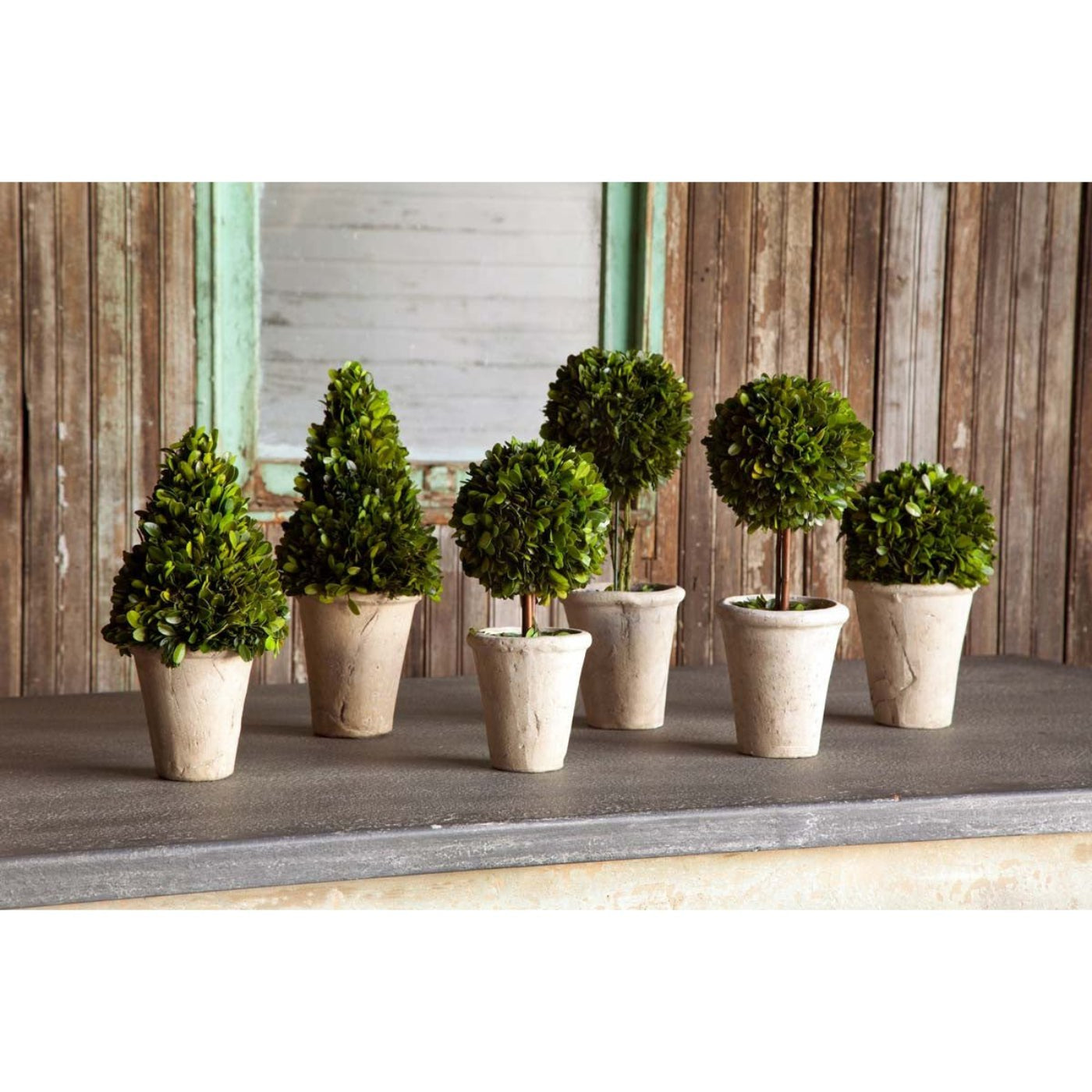 Park Hill Collection Garden Floral Collection of Boxwood Topiaries, Set of 6, Assorted Sizes -  EBD80076
