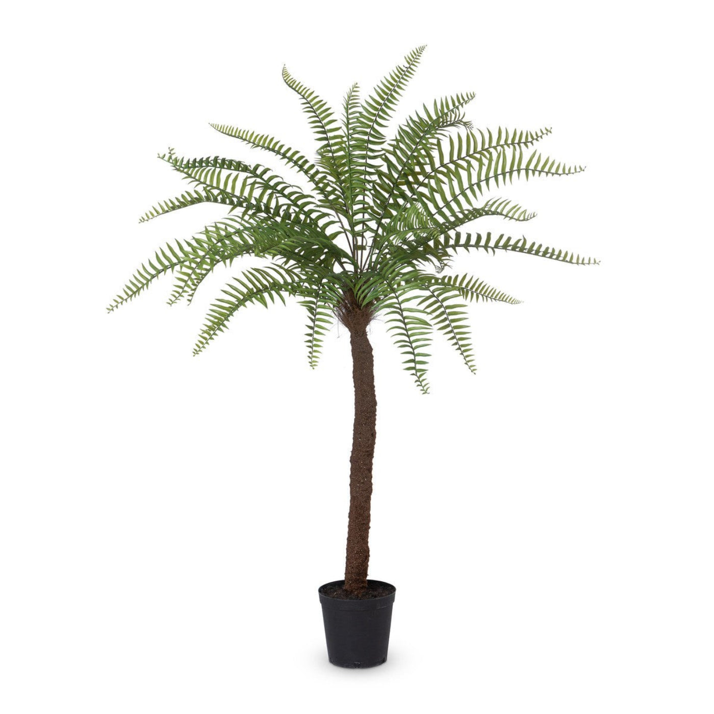 Park Hill Collection Garden Floral Giant Tree Fern in Growers Pot, 83"  - EBQ26091