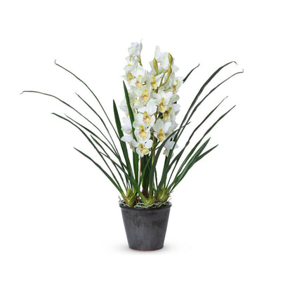 Park Hill Collection Garden Floral Cymbidium Plant, Potted -  EBQ26111
