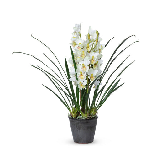 Park Hill Collection Garden Floral Cymbidium Plant, Potted -  EBQ26111