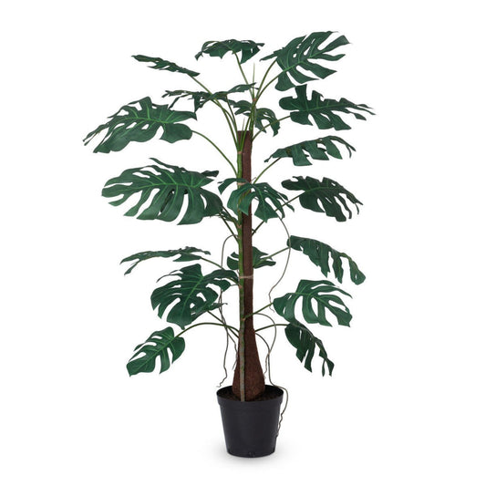 Park Hill Collection Garden Floral Climbing Giant Monstera Plant in Growers Pot  - EBQ26119